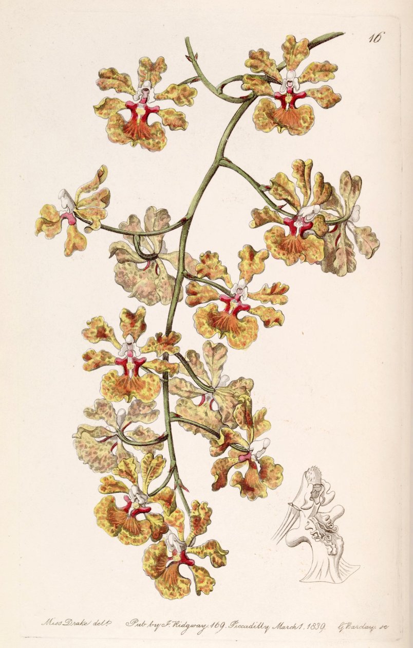 Tolumnia guttata (som syn. Oncidium luridum var. Guttatum) af Miss Drake