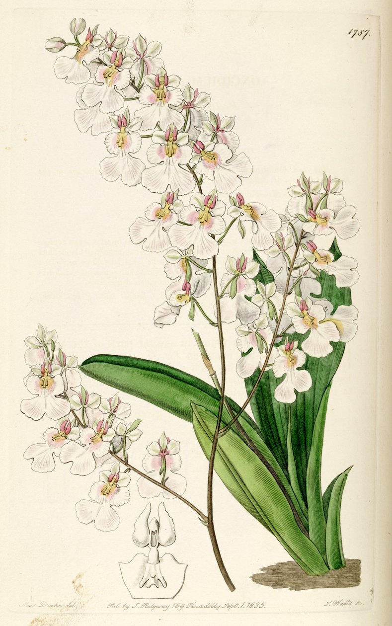Tolumnia pulchella (som syn. Oncidium pulchellum) af Miss Drake