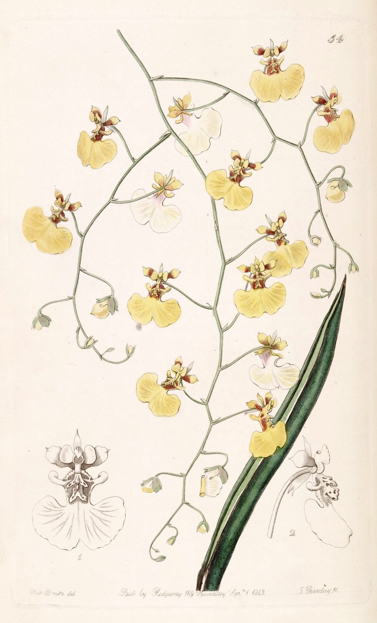 Tolumnia urophylla (som syn. Oncidium urophyllum) af Miss Drake