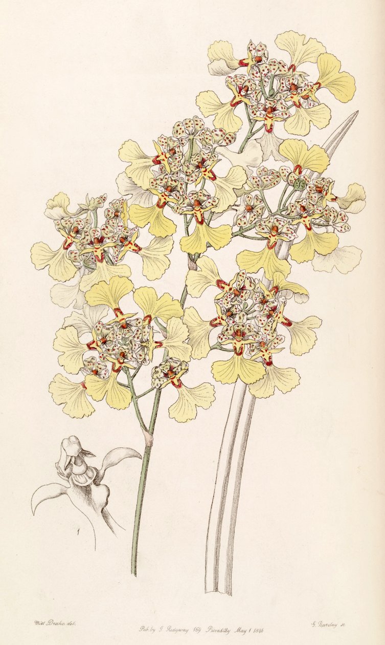 Trichocentrum lacerum (som syn. Oncidium lacerum) af Miss Drake