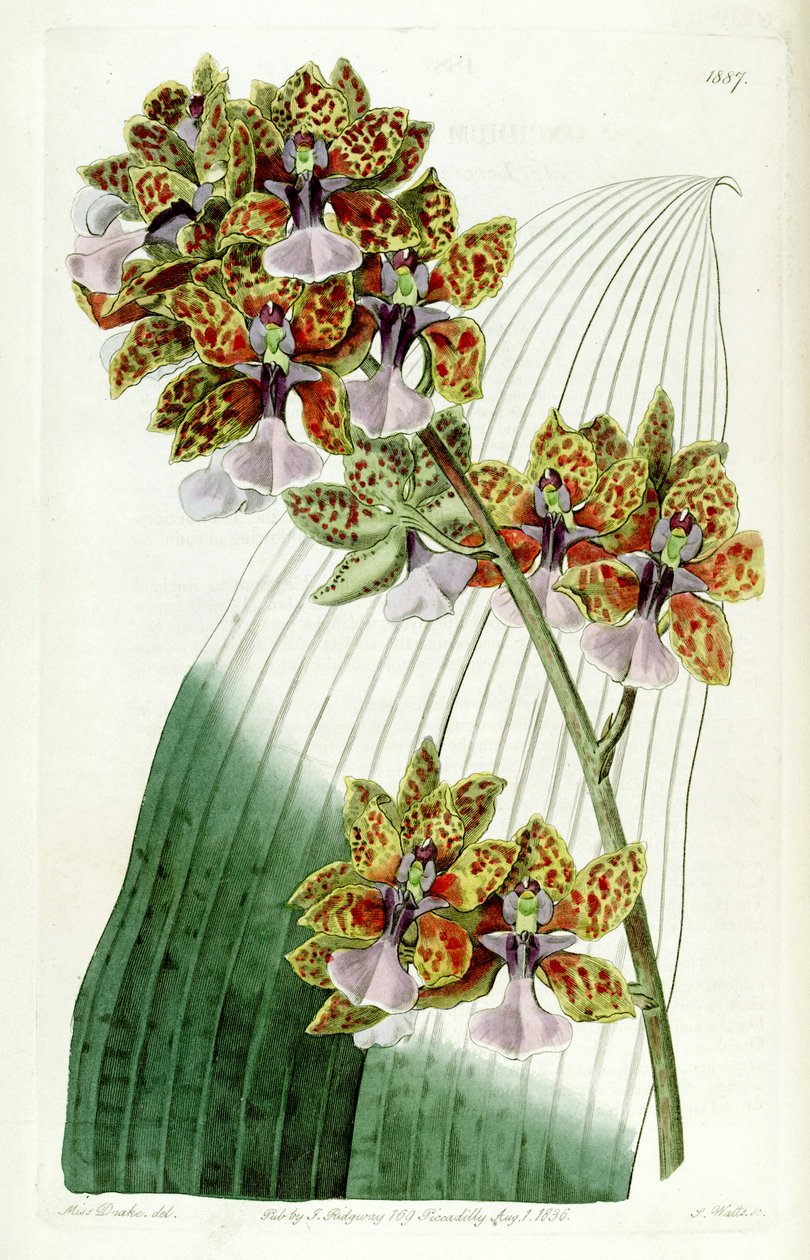 Trichocentrum lanceanum eller Oncidium lanceanum af Miss Drake