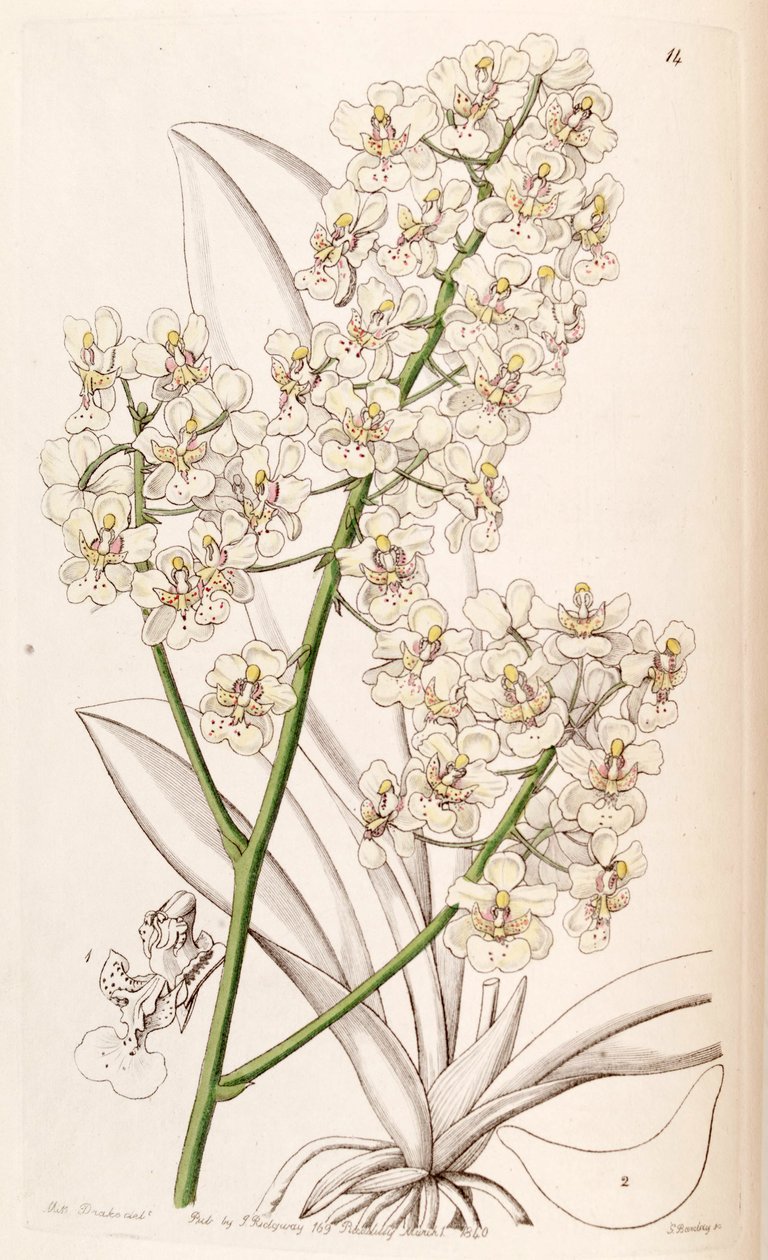 Trichocentrum stramineum (som syn. Oncidium stramineum) af Miss Drake