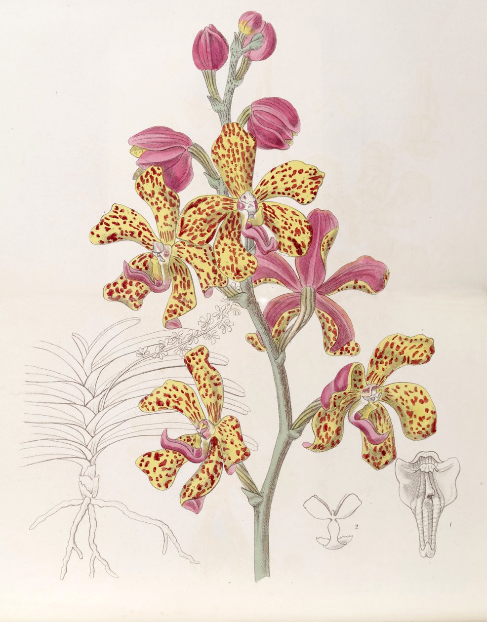 Vandopsis lissochiloides (som syn. Vanda batemannii, stavet Vanda batemanni) af Miss Drake