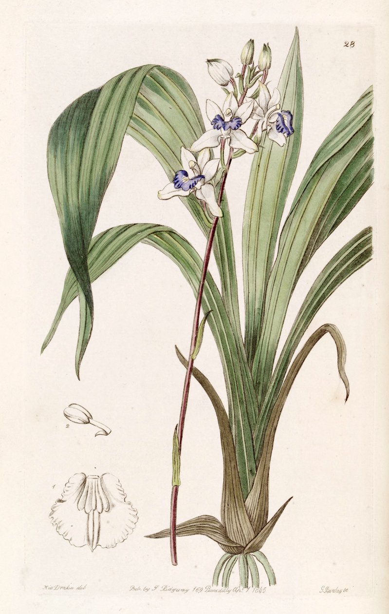 Warreella cyanea (som syn. Warrea cyanea) af Miss Drake