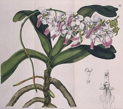 Aerides Crispum (orkidé) udgivet af I. Ridgway af Miss Drake