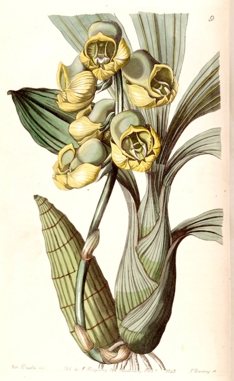 Catasetum planiceps af Miss Drake