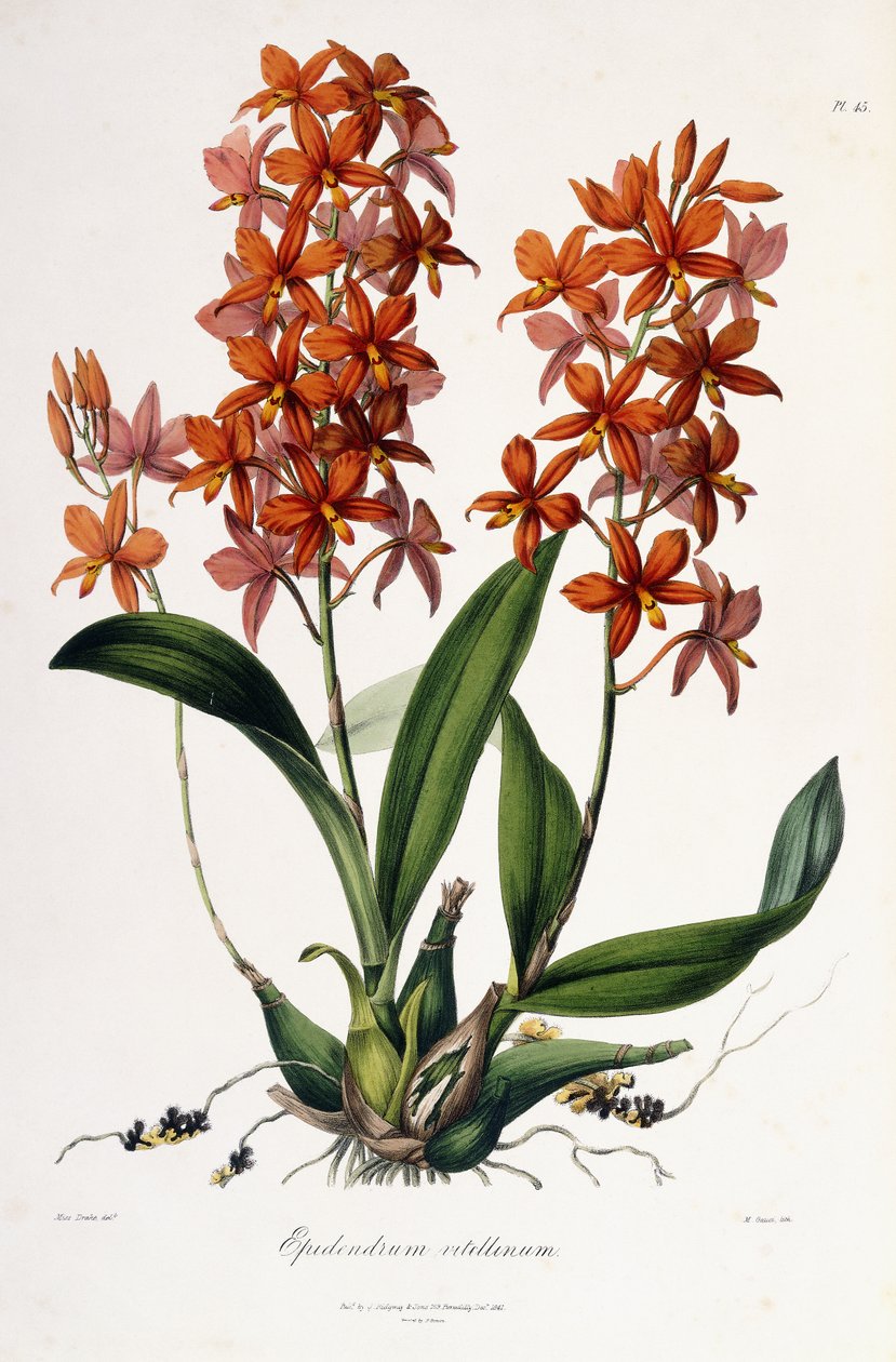 Epidendrum Vitellinus, c.1837-41 af Miss Drake