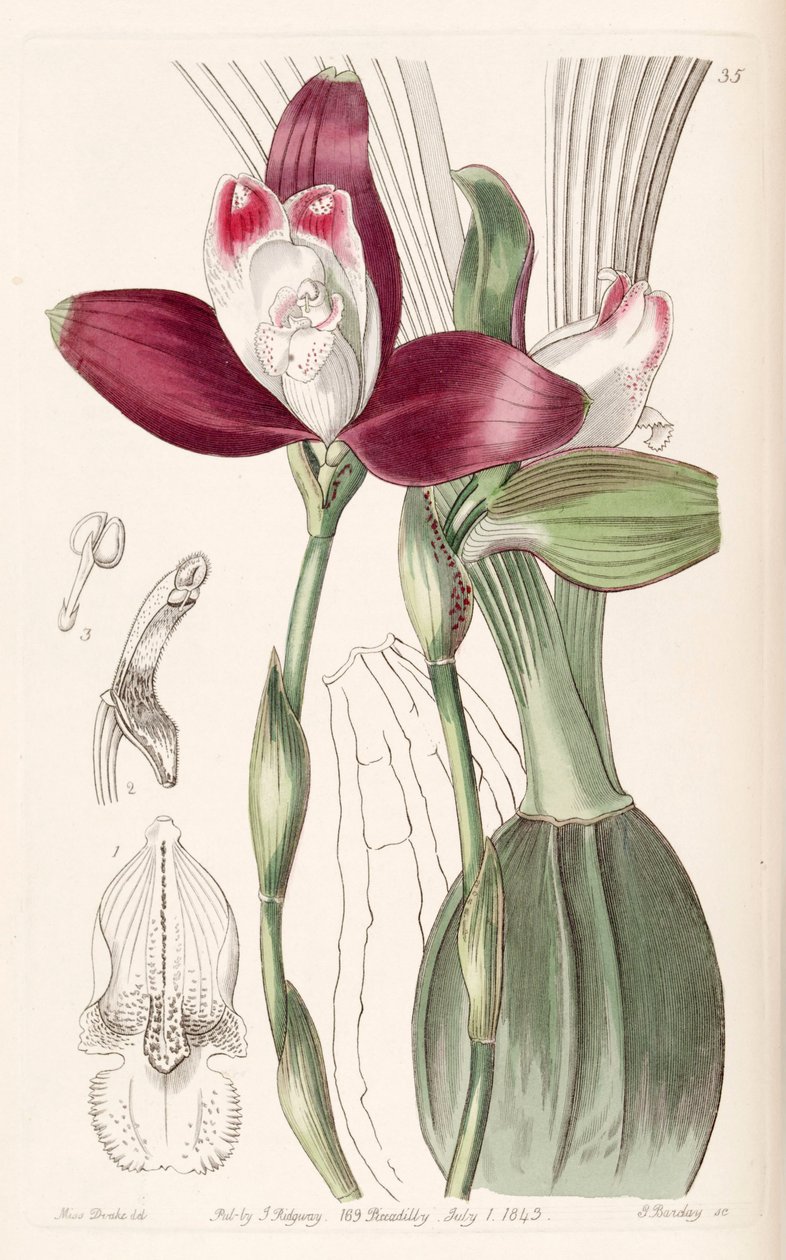 Lycaste macrophylla (som syn. Lycaste plana) af Miss Drake