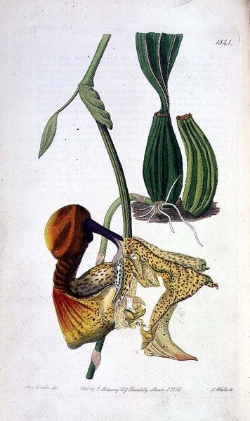 Orchid: Laelia autumnalis, udgivet af I. Ridgway af Miss Drake