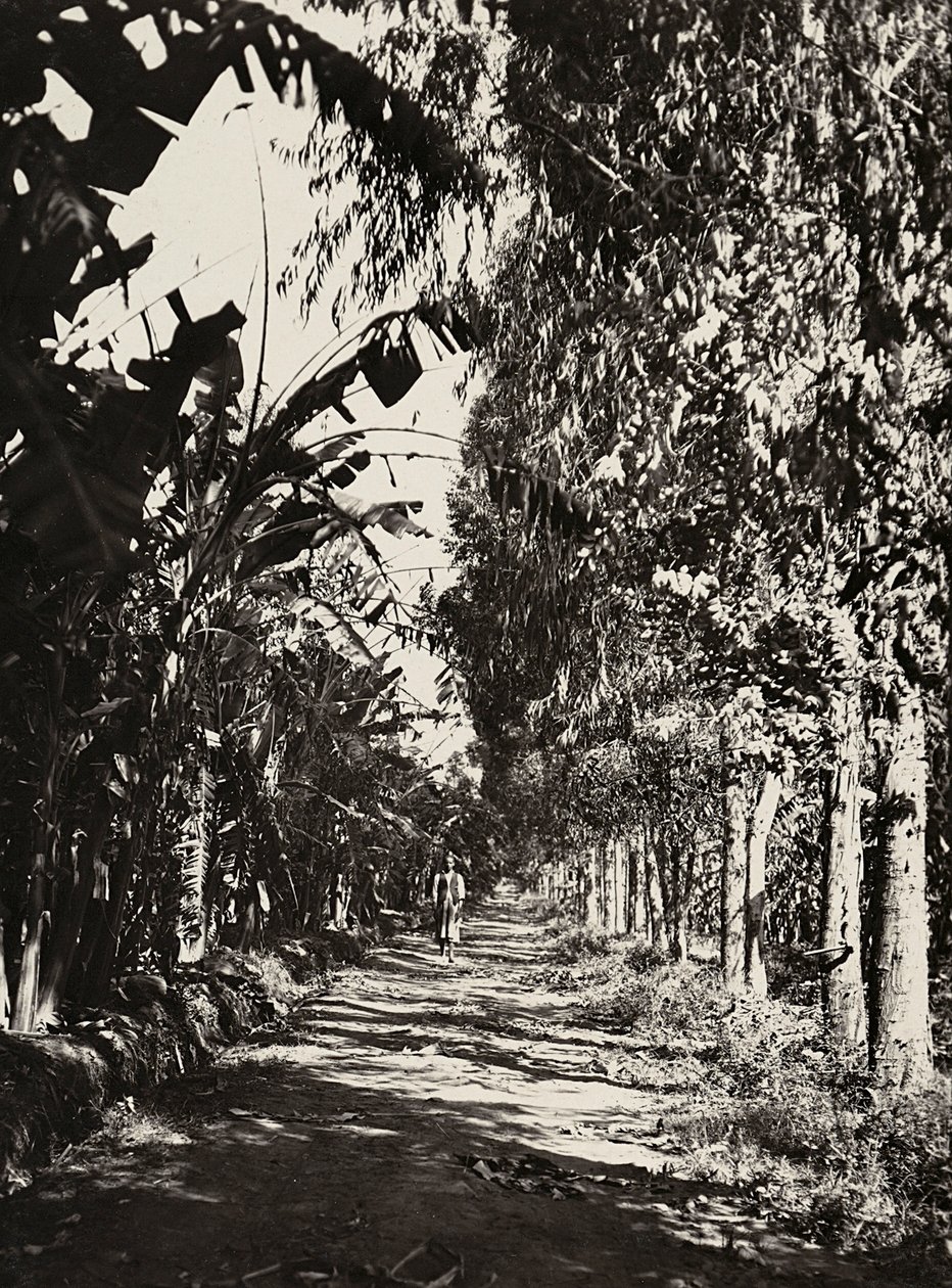 Opbygning af et imperium i den fascistiske tidsalder: en frugtlund i Cheren, 09/05/1936 (s/h foto) af Modestino Baldinetti