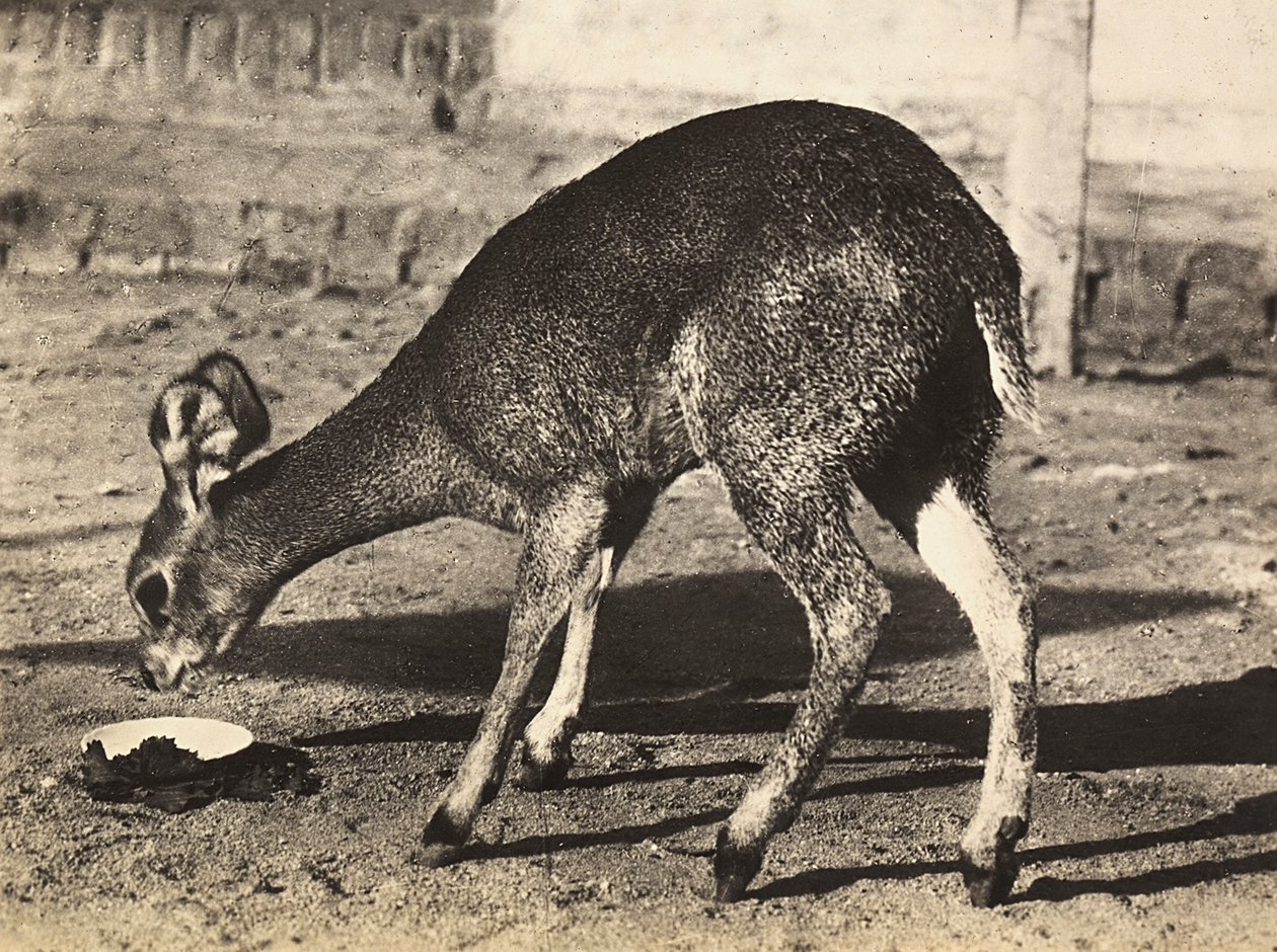 Opbygning af et imperium i den fascistiske tidsalder: en antilope, 09/05/1936 (s/h foto) af Modestino Baldinetti