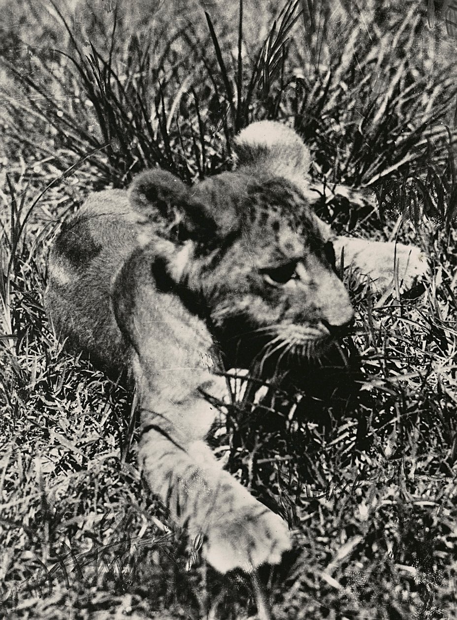 Opbygning af et imperium i den fascistiske tidsalder: et eksempel på en ung løve, 09/05/1936 (s/h foto) af Modestino Baldinetti