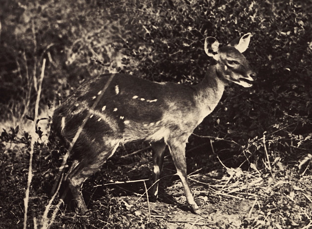 Opbygning af et imperium i den fascistiske tidsalder: antilope, 09/05/1936 (s/h-billede) af Modestino Baldinetti