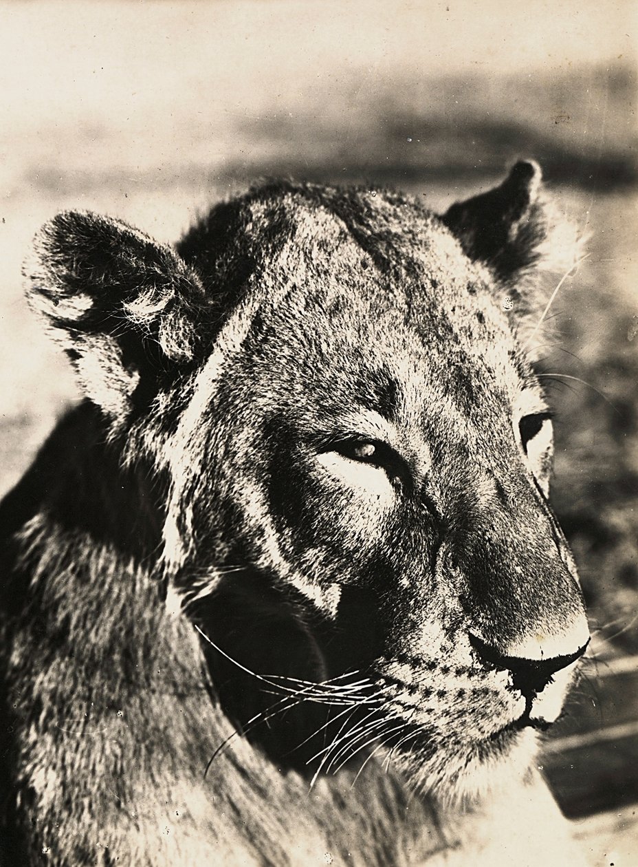 Opbygning af et imperium i den fascistiske tidsalder: løvehoved, 09/05/1936 (s/h foto) af Modestino Baldinetti