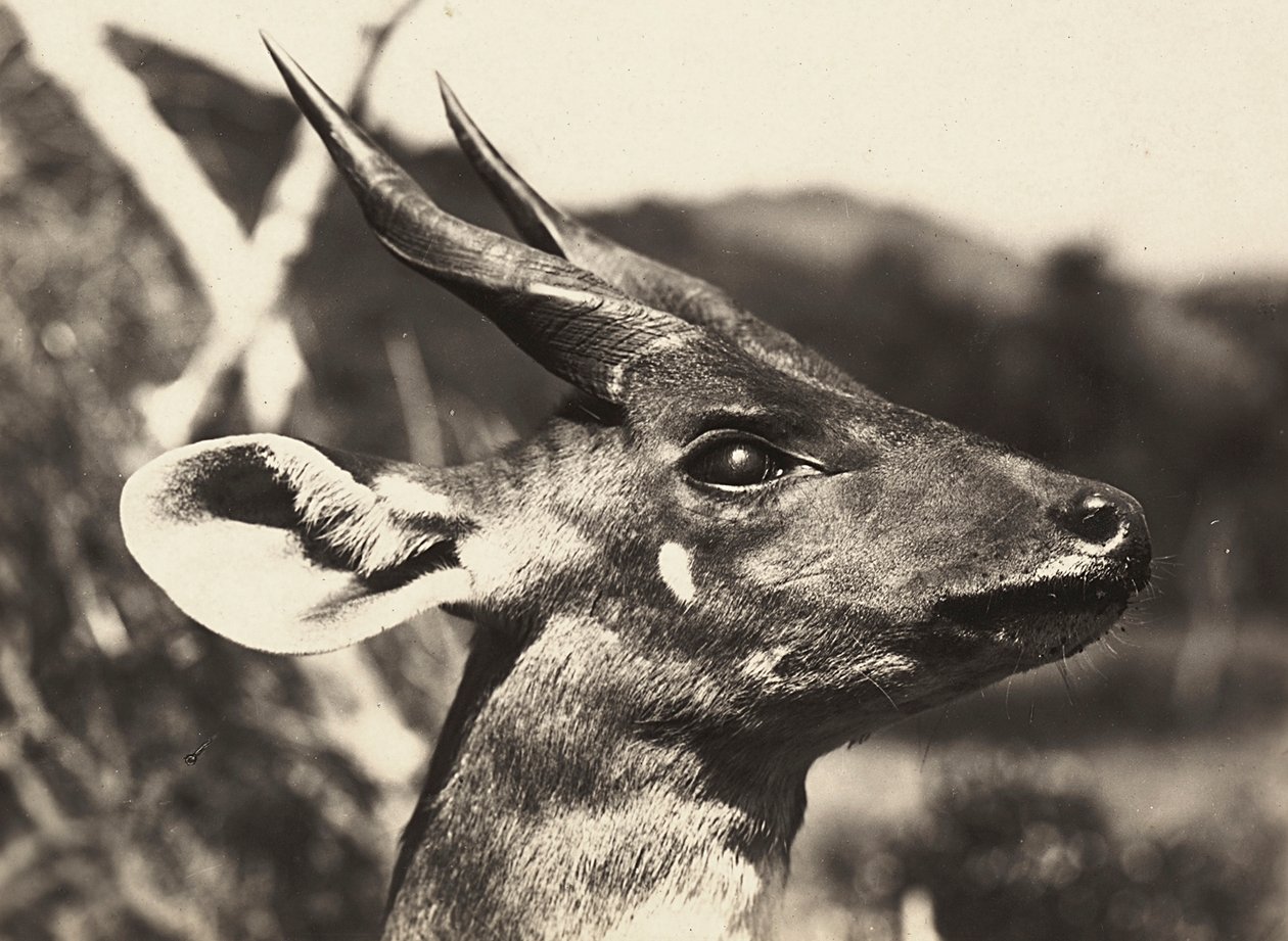 Opbygning af et imperium i den fascistiske tidsalder: leder af en antilope, 09/05/1936 (s/h foto) af Modestino Baldinetti