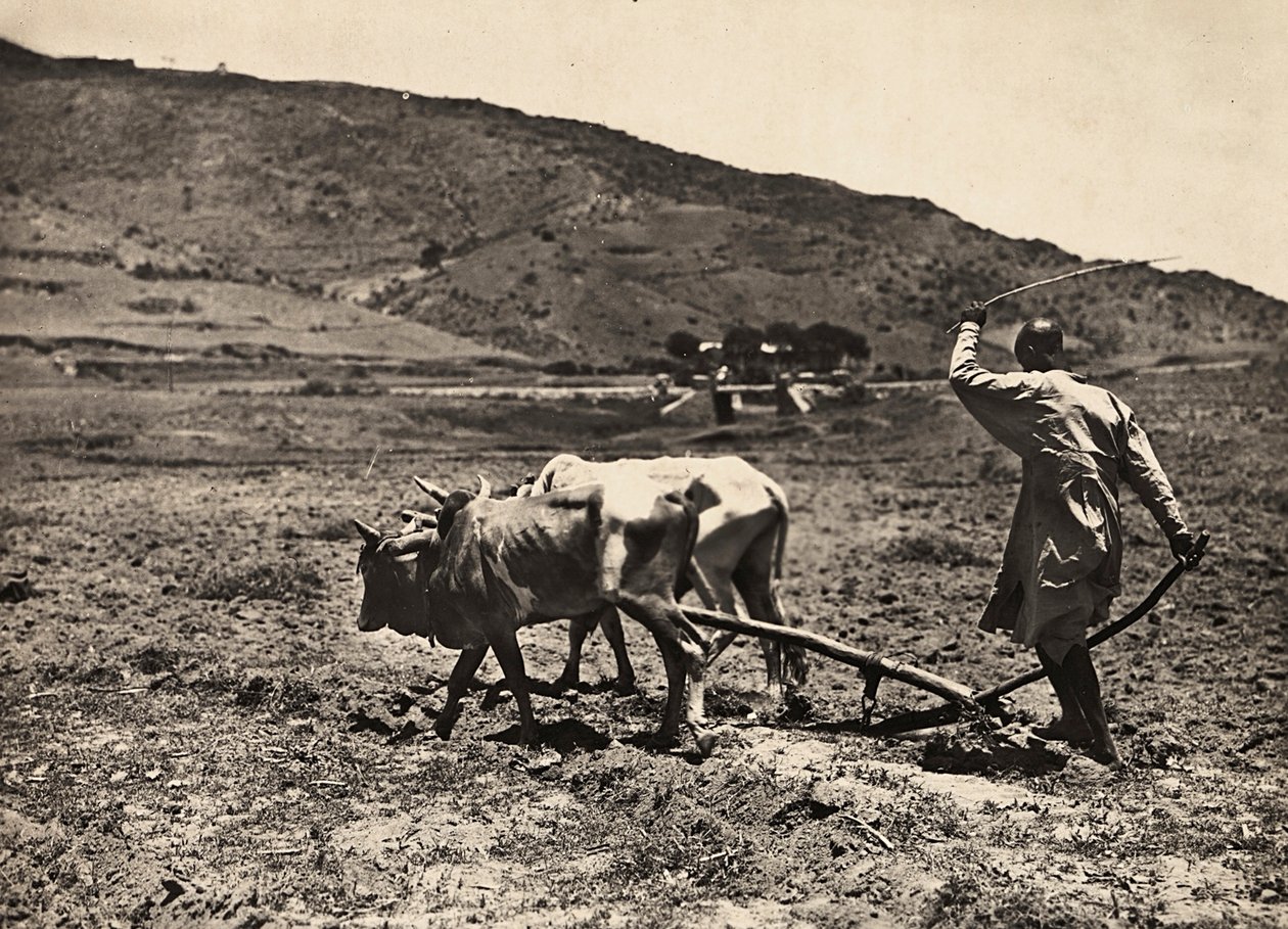 Opbygning af et imperium i den fascistiske tidsalder: pløjning på altopiano, 09/05/1936 (s/h foto) af Modestino Baldinetti