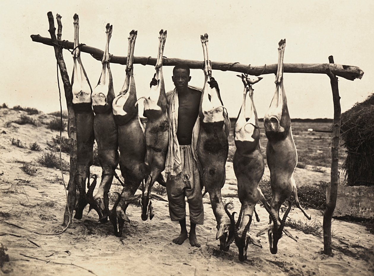 Opbygning af et imperium i den fascistiske tidsalder: nogle fangede hjorte, 09/05/1936 (s/h foto) af Modestino Baldinetti