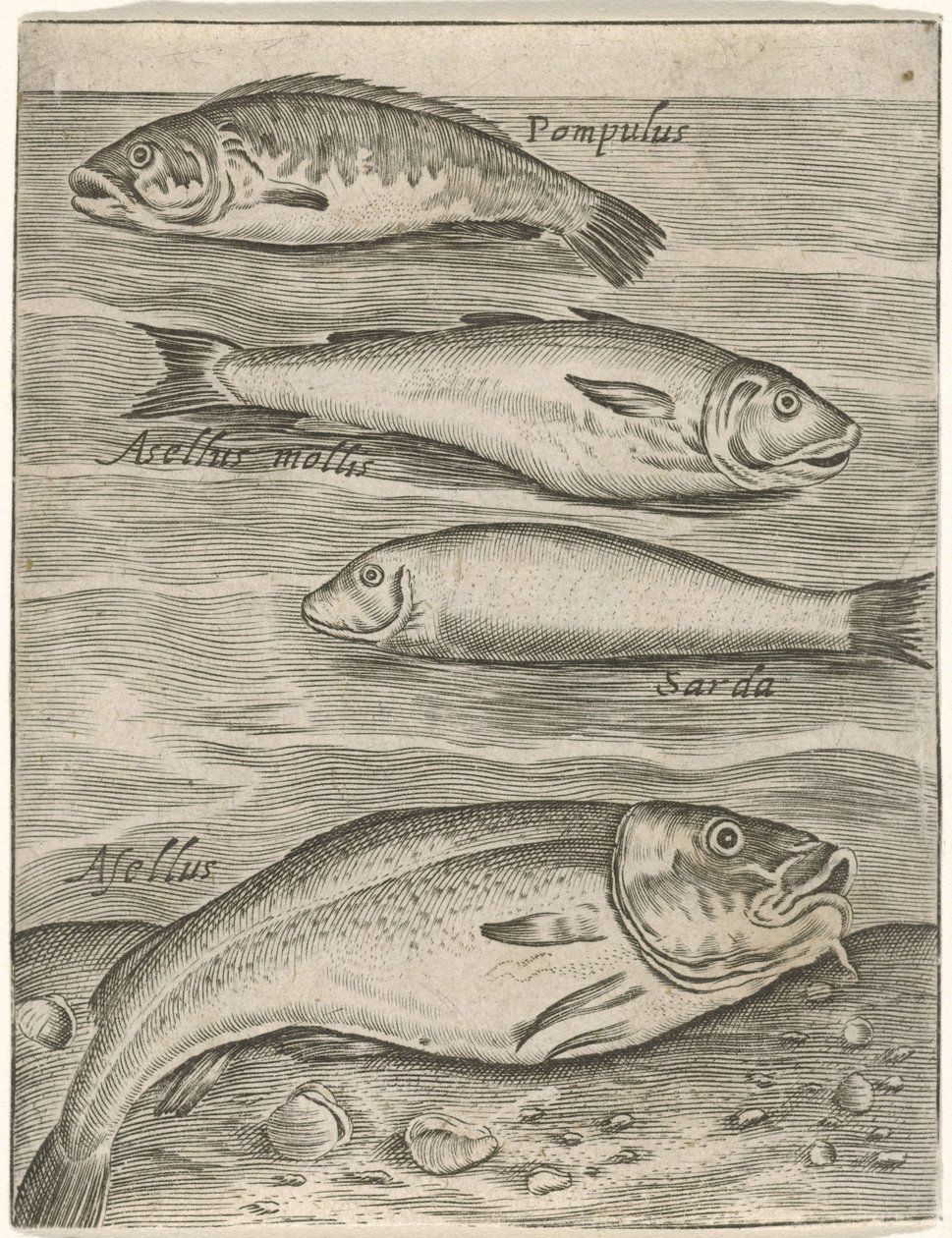 Studieblad met vier vissen Fisk live-ikoner (serietitel) af Monogrammist P+P