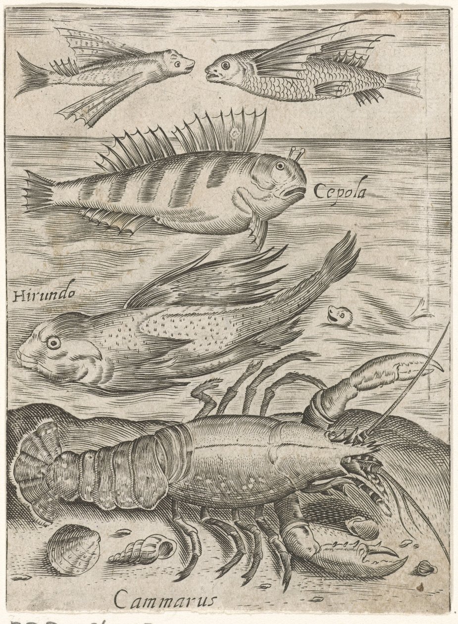 Studieark med fire fisk og en hummer Piscium vivae-ikoner (serietitel) af Monogrammist P+P
