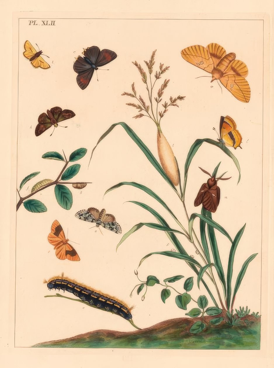 Drikkemøl, Euthrix potatoria, brun hårstribe, Thecla betulae, stor skipper, Ochlodes sylvanus, lille skipper, Thymelicus sylvestris, sjældent vidunder du jour, Dipthera runica, og tjæret umbra, Plagodis pulveraria af Moses Harris