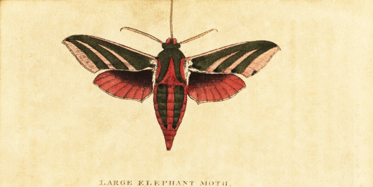 Elefanthøgmøl, Deilephila elpenor., 1800 (gravering) af Moses Harris