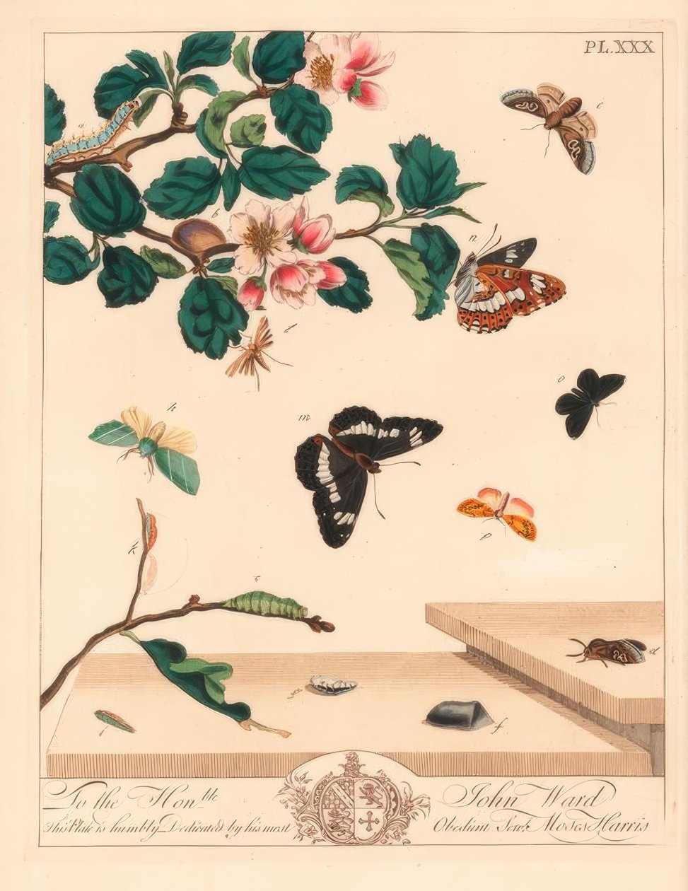 Figur af otte møl, Diloba caeruleocephala, hvid admiral, Limenitis arthemis, skorstensfejer, Odezia atrata, rød bue-møl, Callimorpha miniata, brun plumed møl, Pterophorus pterodactylus, knappe sølvlinjer, Bena bicolorana, og hypen tryne møl af Moses Harris