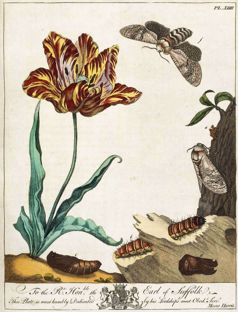 Life-cycle of a Moth, Plade 23, fra "The Aurelian, or Natural History of English Insects", 1778 af Moses Harris