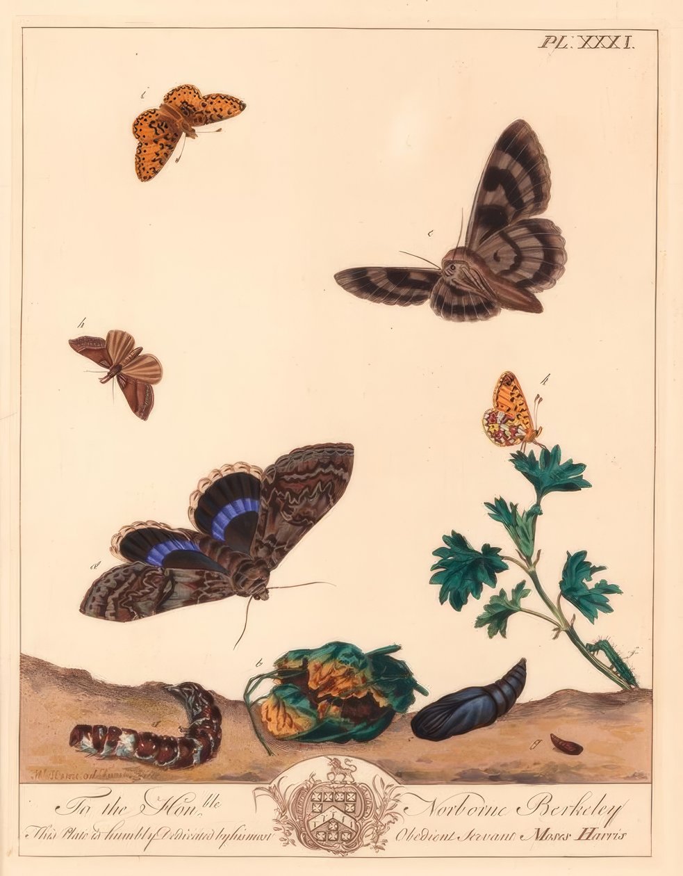 Lille perlekantet fritillary sommerfugl, Boloria selene og Clifden nonpareil møl, Catocala fraxini af Moses Harris