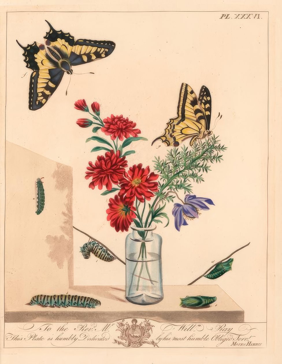 Svalehale sommerfugl, Papilio machaon. Håndkoloreret litografi efter illustration af Moses Harris