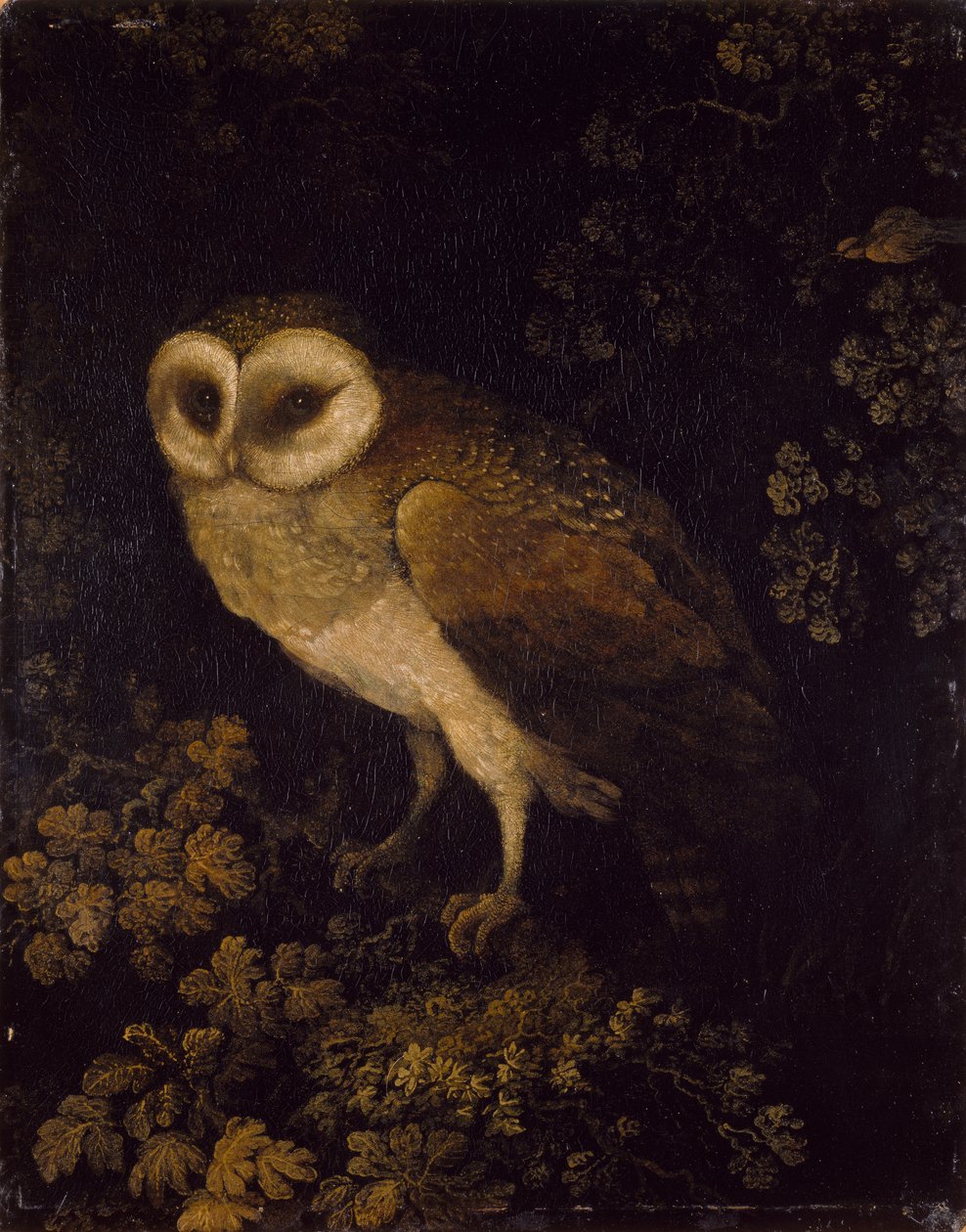 En ugle, 1780-90 af Moses Haughton