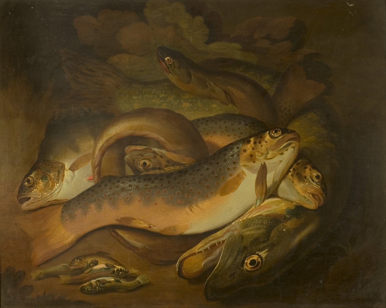 Fisk af Moses Haughton