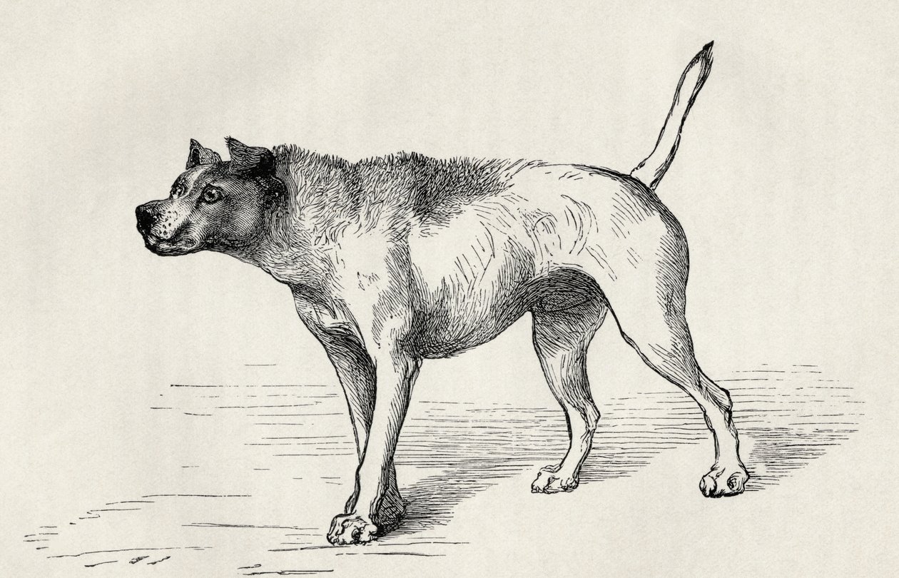 Hund nærmer sig en anden hund med fjendtlige hensigter, fra Charles Darwins 