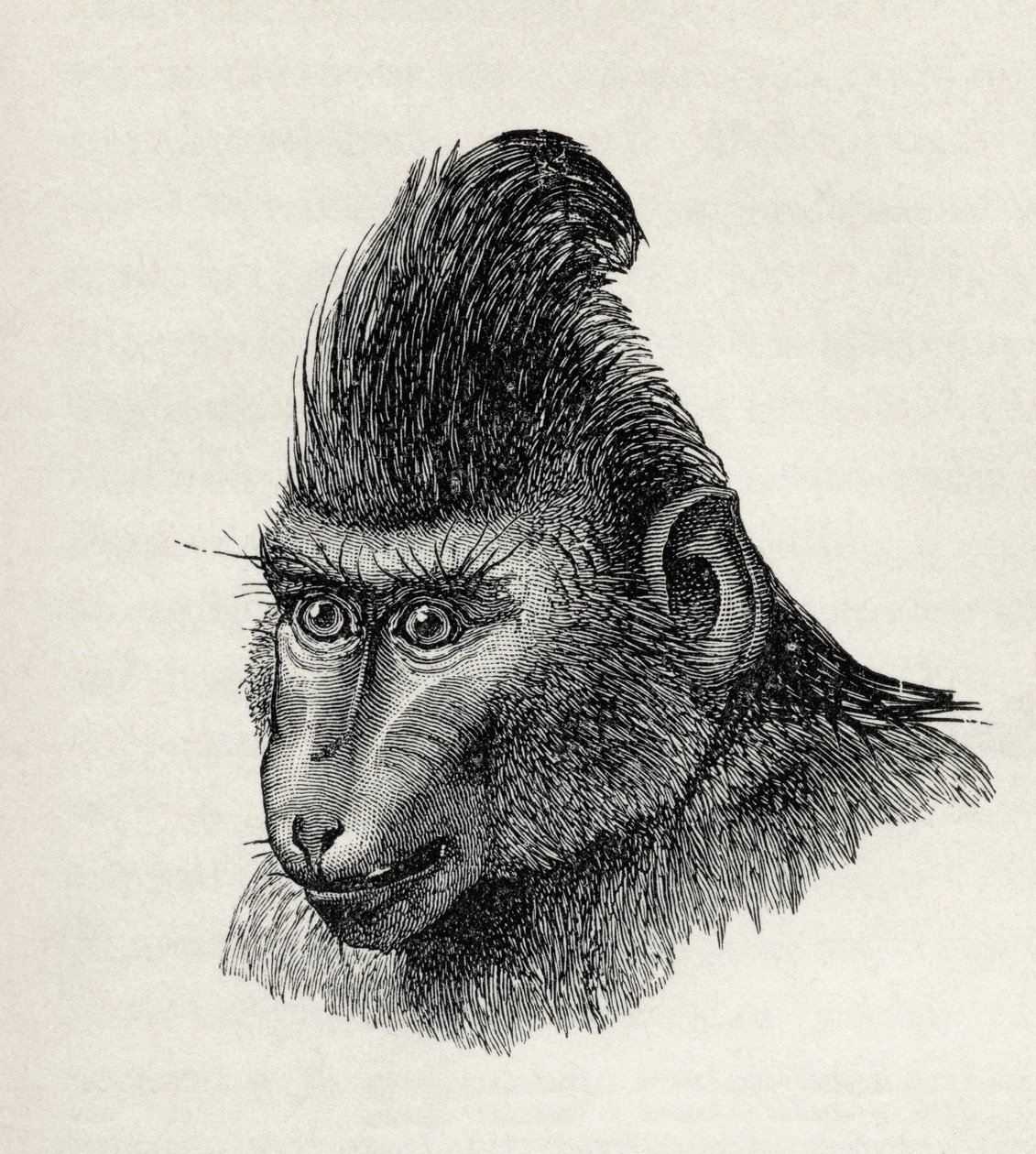 Cynopithecus niger i en rolig tilstand, fra Charles Darwins 