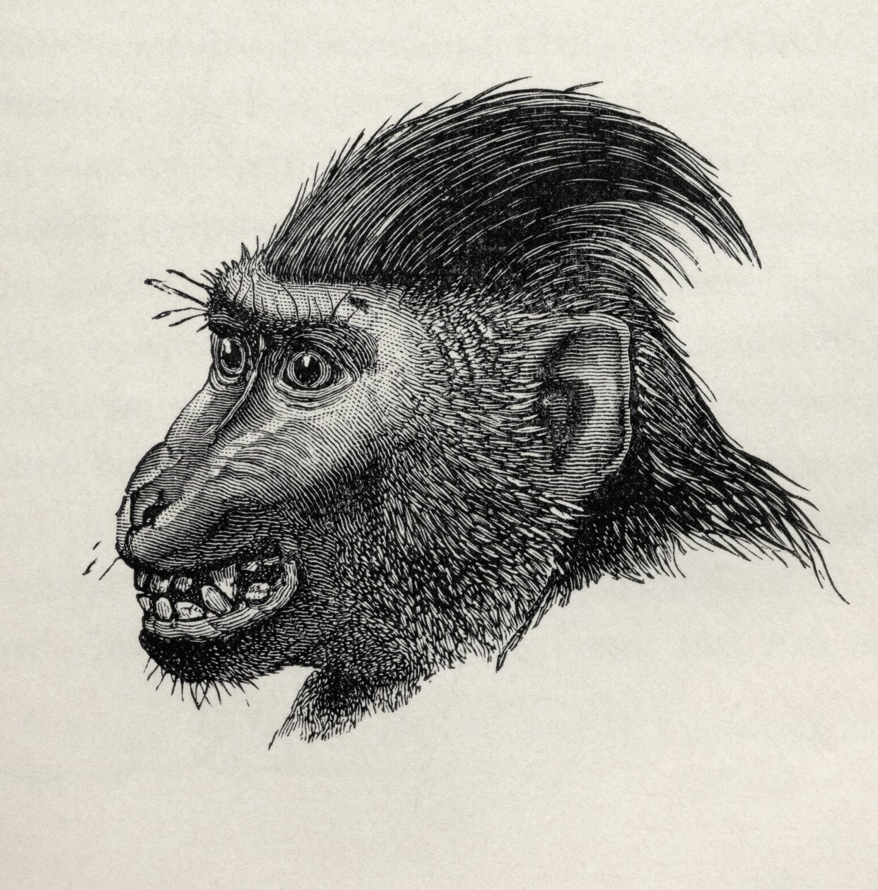 Cynopithecus niger, når han blev glad for at blive kærtegnet, fra Charles Darwins 