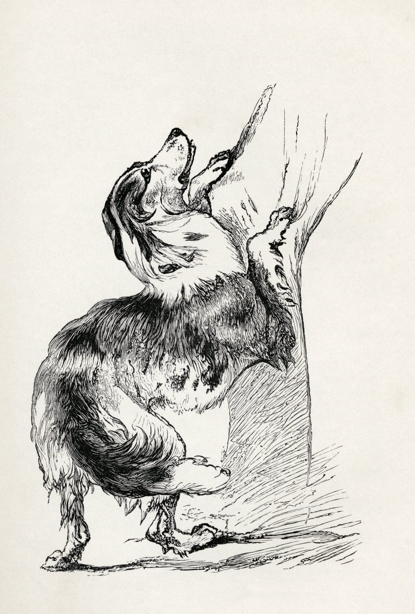 Halvavlet hyrdehund, der kærtegner sin herre, fra Charles Darwins 