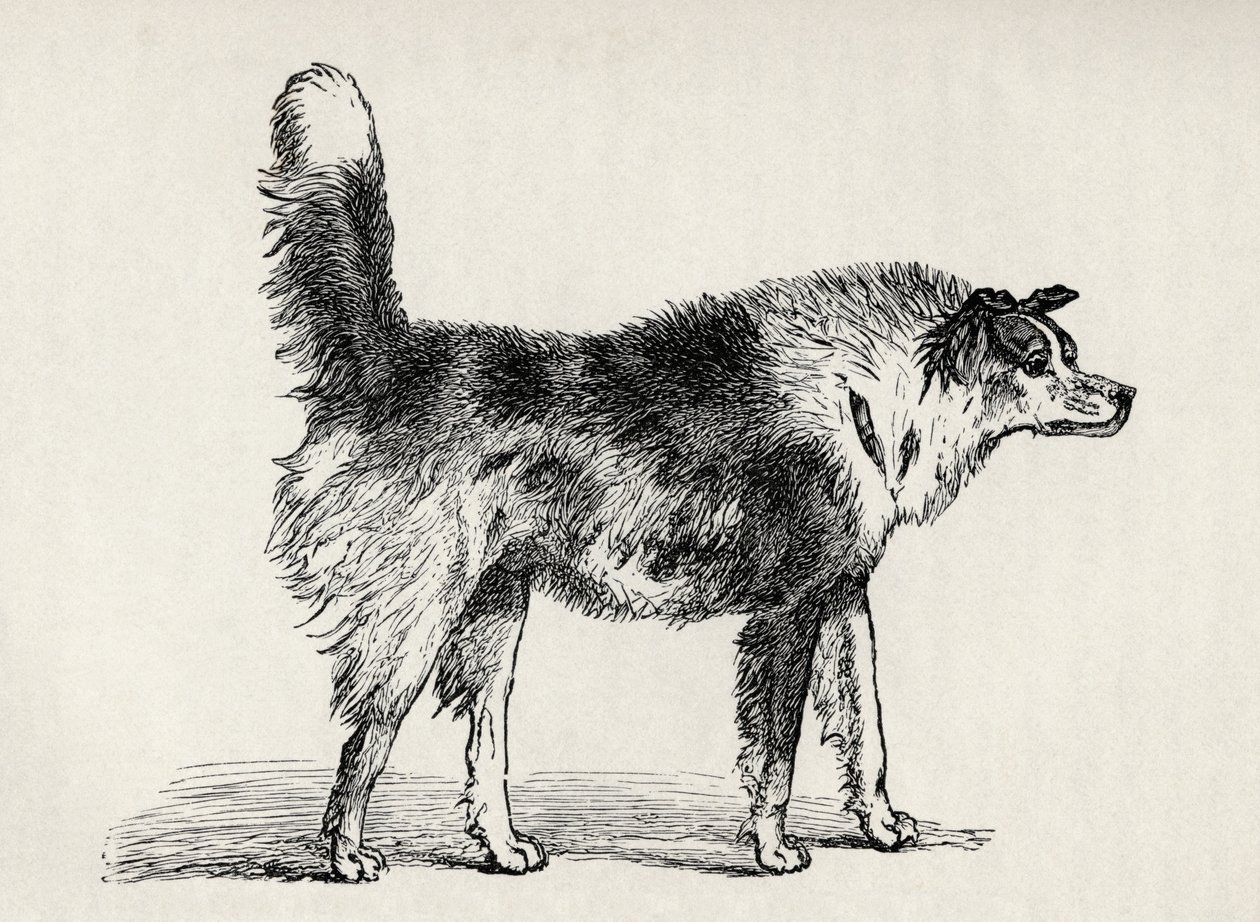 Halvavlet hyrdehund med fjendtlige hensigter, fra Charles Darwins 