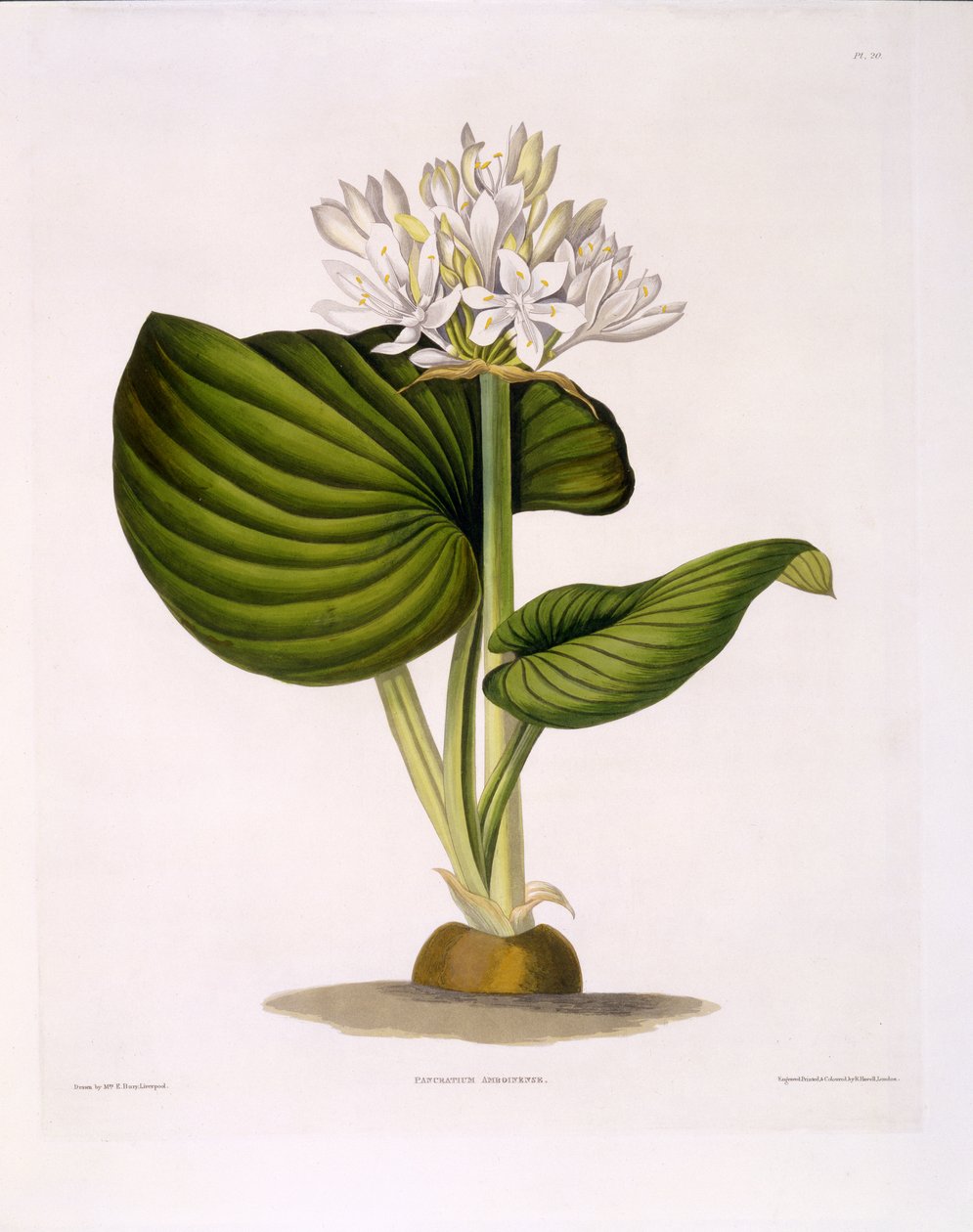 Pancratium Amboinense, plade 20 fra 