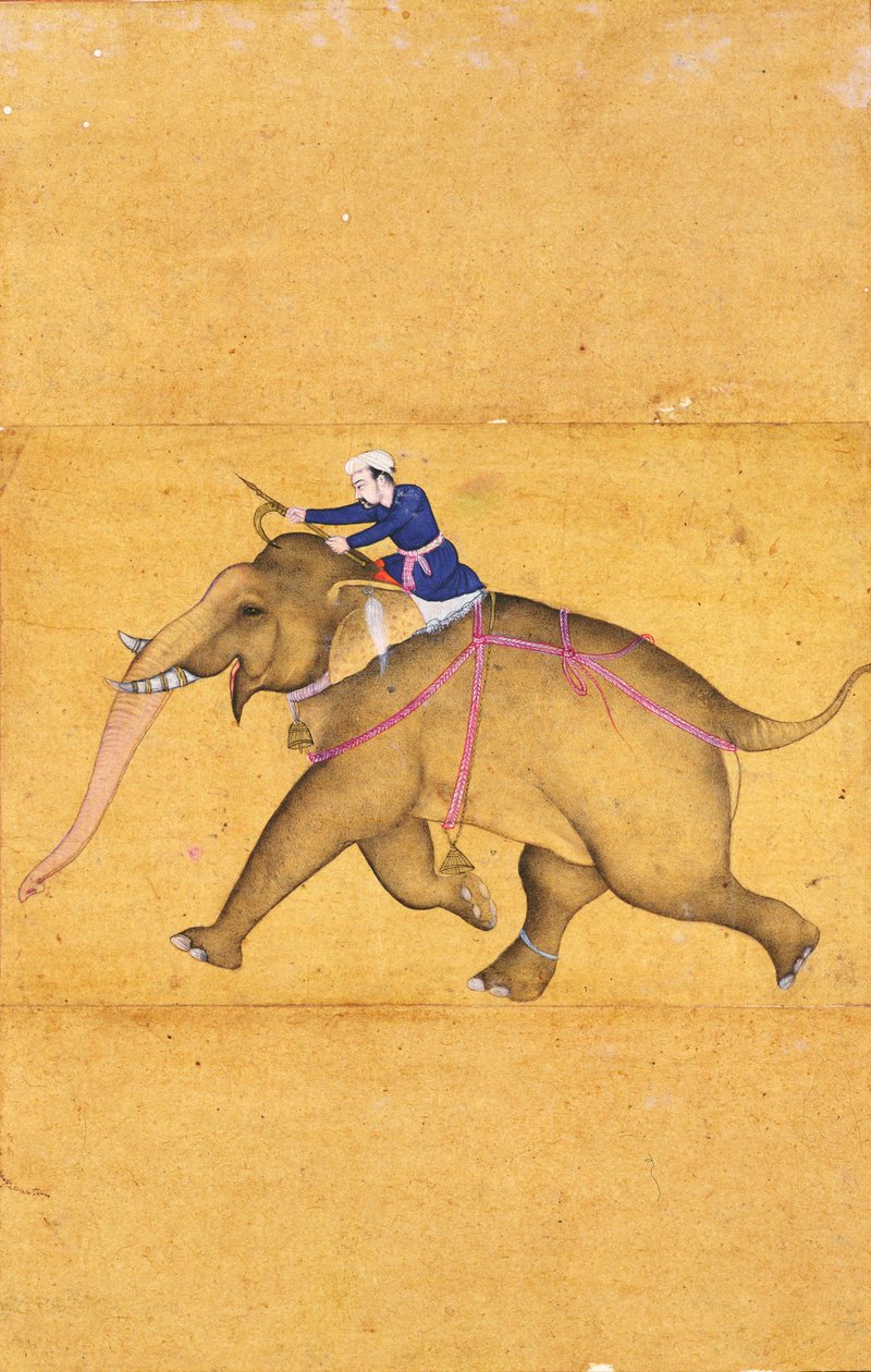 En Mahout rider på en elefant, fra Large Clive Album (stregtegning med farvevask på papir) af Mughal School
