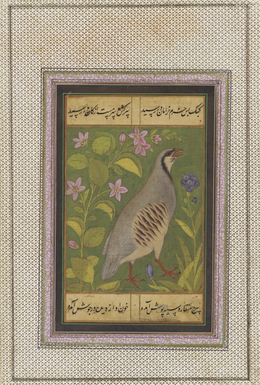 En chukar-agerhøne, løsrevet manuskriptfolio med maleri, slutningen af 1500-tallet af Mughal School
