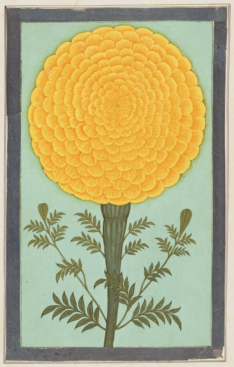 A Marigold, fra Small Clive Album (wc på papir) af Mughal School