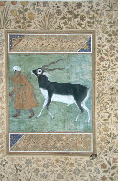 En indisk sort buk ledes af sin vogter, ca. 1616 (ugennemsigtig akvarel og guld på papir) af Mughal School