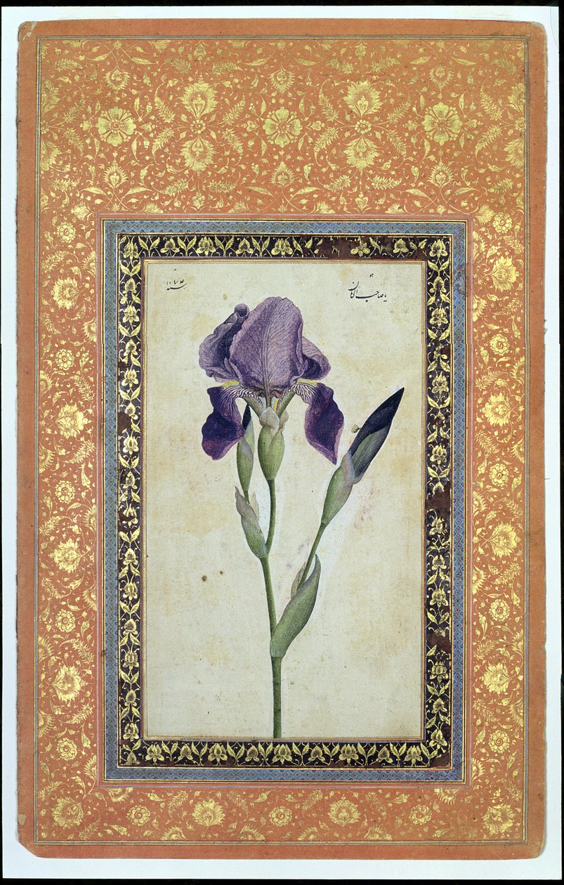 Blå iris, 1663-64 (ugennemsigtigt toilet og blæk på papir) af Muhammad Zaman
