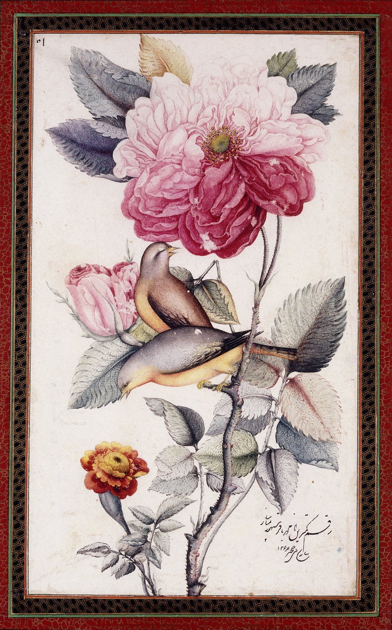 Gul-o Bulbul, ca. 1849-50 (akvarel på papir) af Muhammad Baqir
