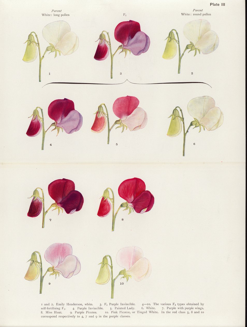  af Muriel Wheldale (after) Onslow