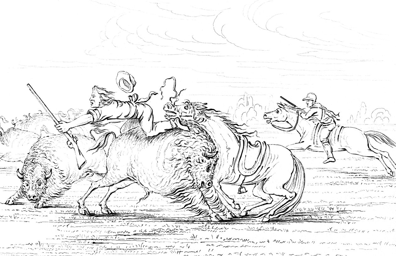 Buffalo angriber en cowboy på en hest, 1841. af Myers and Co