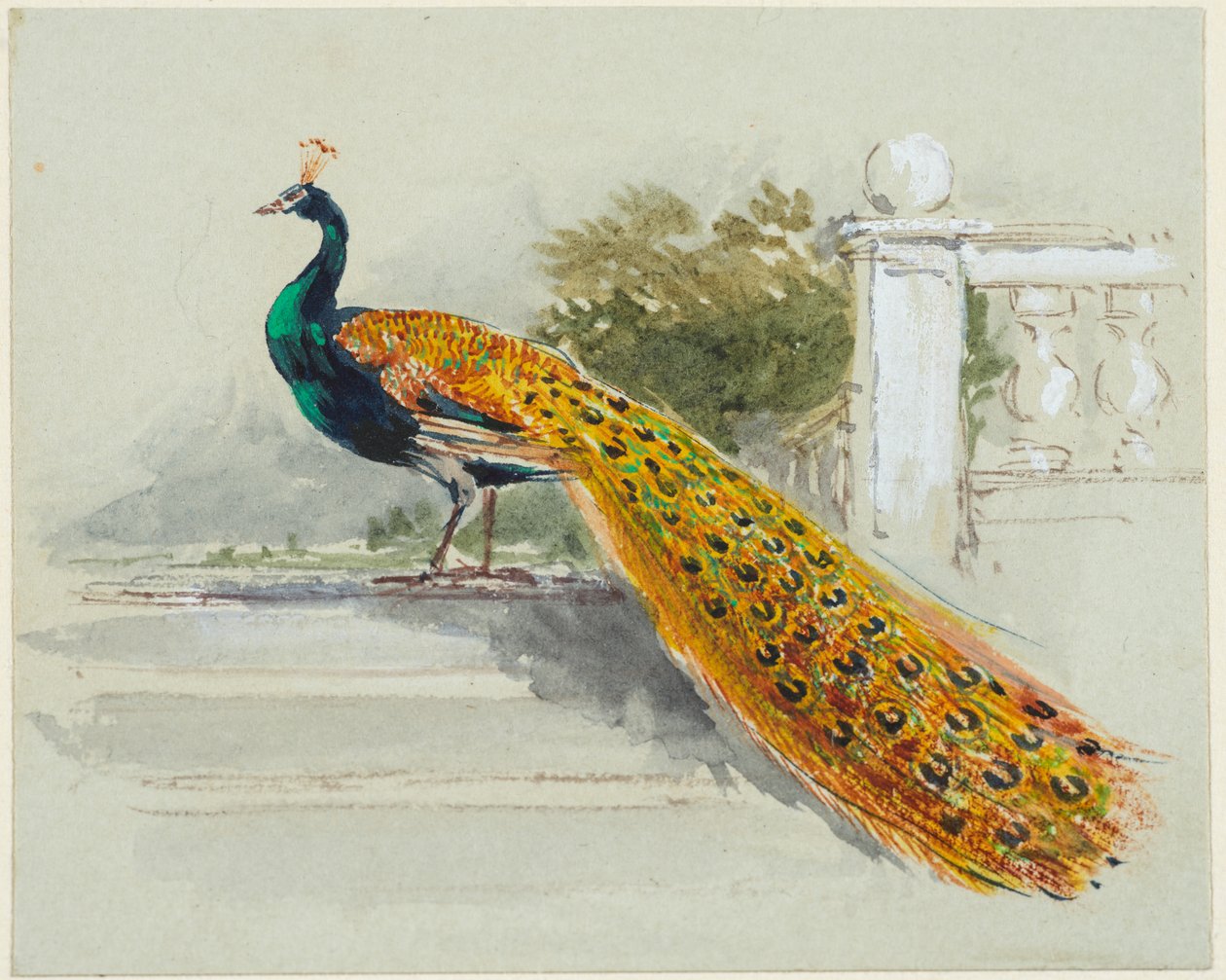 Peacock, ca. 1640-99 (pen & sort & brun blæk, akvarel, kropsfarve på lyseblåt vævet papir) af Myles Birket Foster