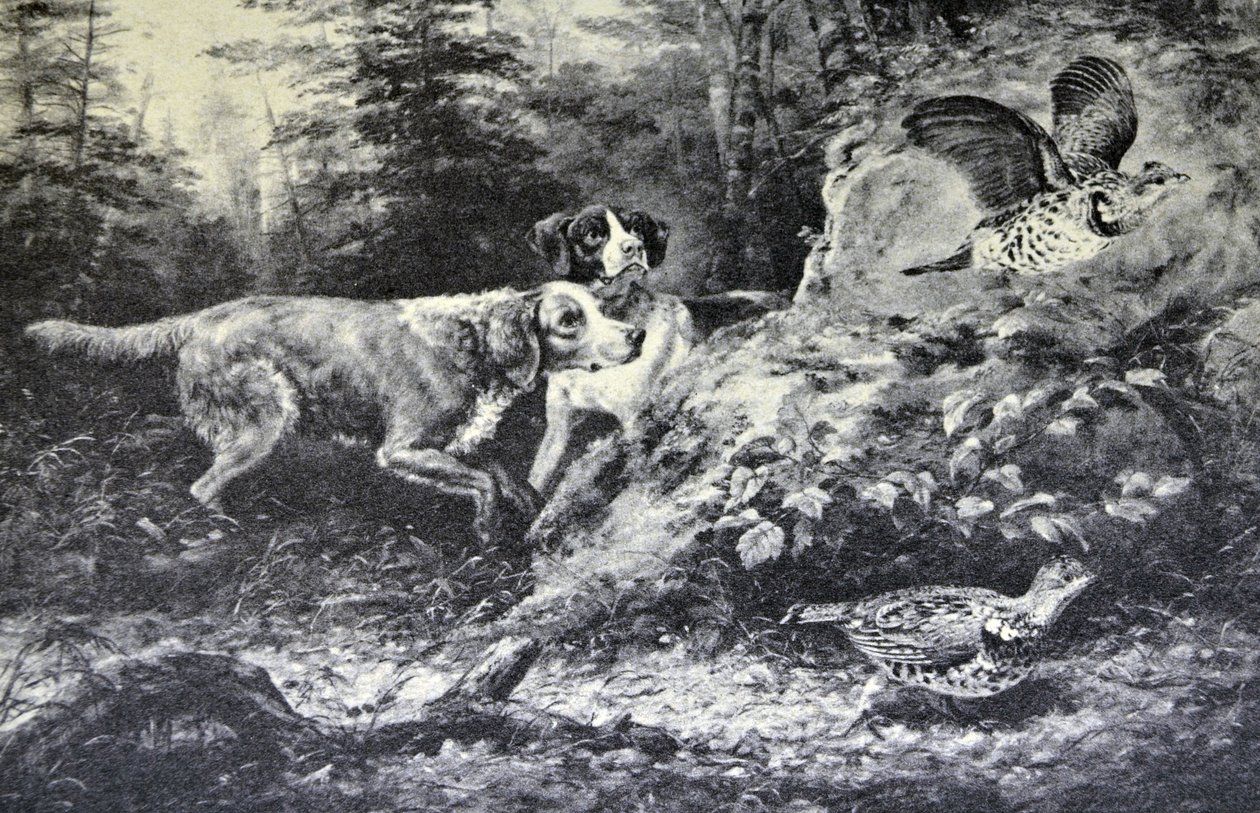 Currier & Ives Illustration 1800-tallet. Amerikansk feltsport. Flushd (originalt oliemaleri af Arthur Fitzwilliam Tait, N.A., hvorfra trykket blev lavet. af N. and Ives, J.M. Currier