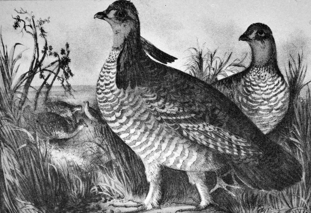 Currier & Ives Illustration 1800-tallet. Præriehøner af N. and Ives, J.M. Currier