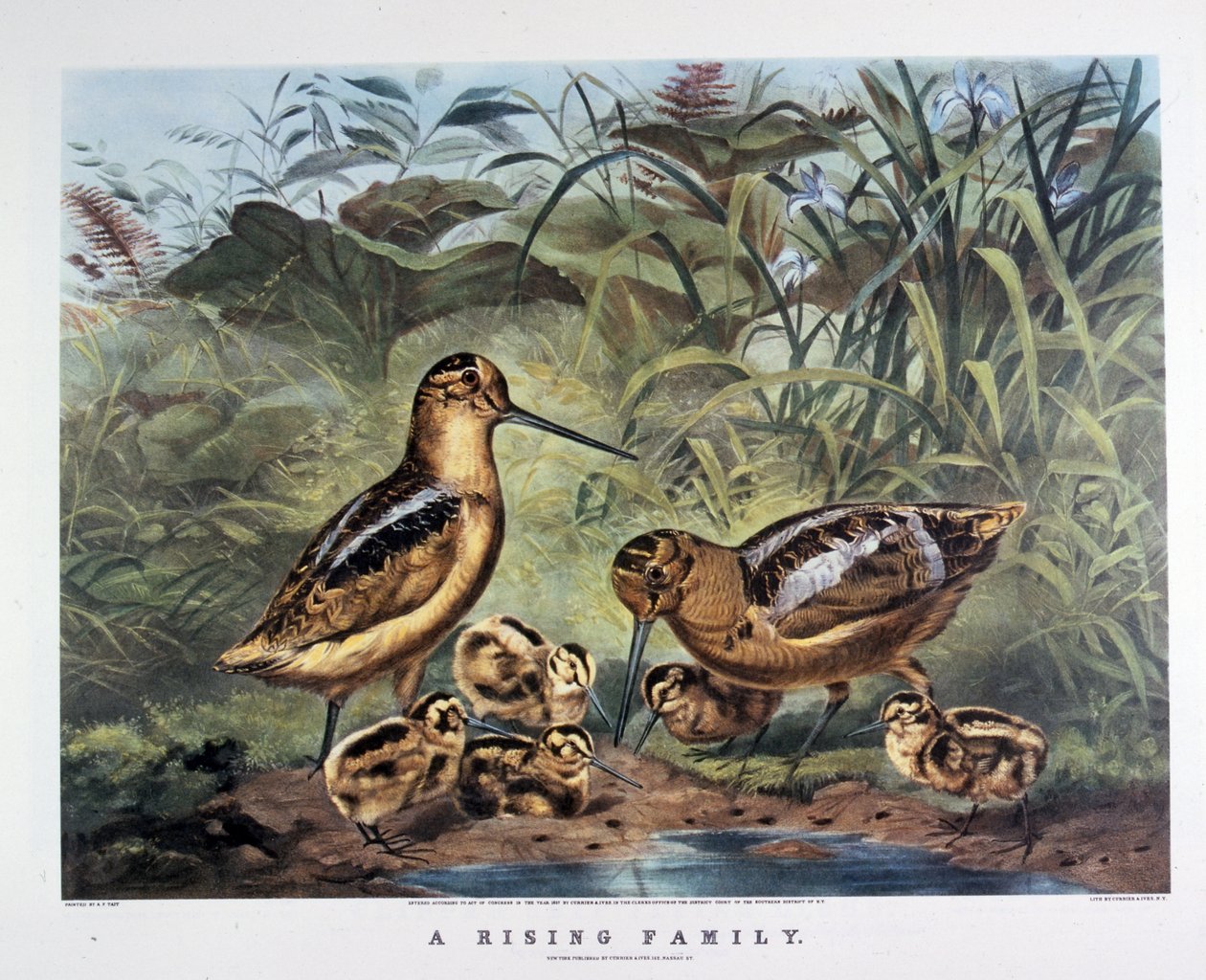 En familie, der rejser sig. Af Arthur Tait . 1857 (litografi) af N. and Ives J.M. (1824 95) Currier