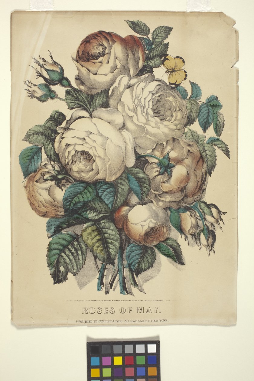 Roses of May (håndfarvet litografi) af N. and Ives J.M. (1824 95) Currier
